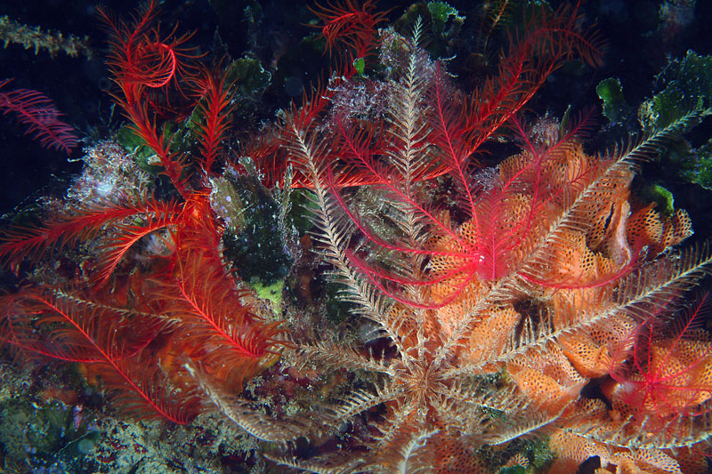 I mille colori di Antedon mediterranea